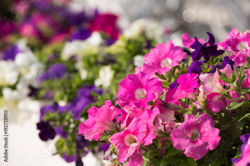 flowers of white and pink petunias outdoors in a flowerbed photo