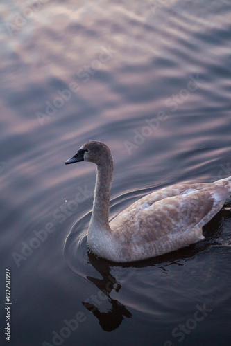 beautiful swans on the lake