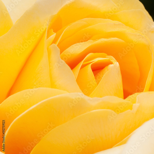 beautiful yellow rose flower 