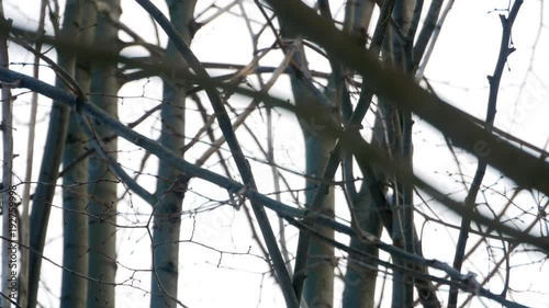 Red Squirrel on tree forest 4k photo