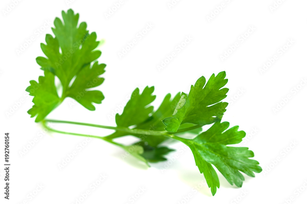 Fresh green parsley isolated on white background, food ingredient Fresh green parsley isolated on white background, food ingredient