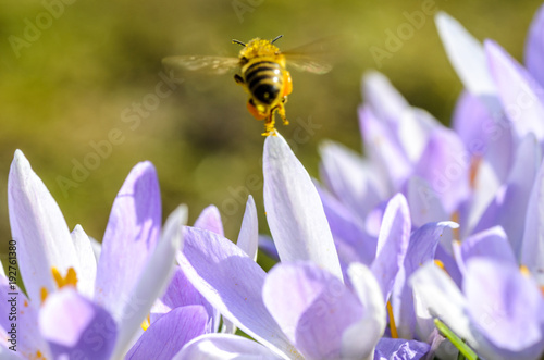 crocus blue bee