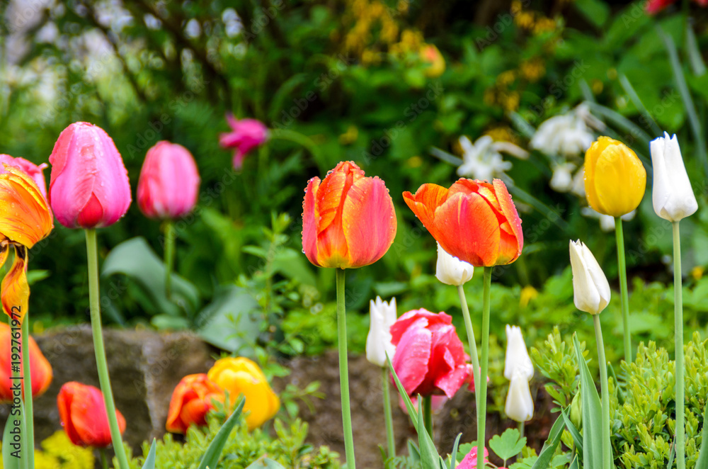 colorful tulips colorful tulips