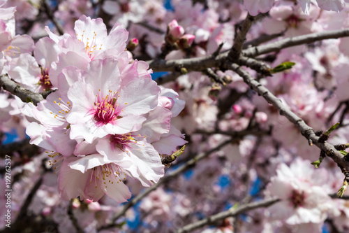 Horizontal View of Close Up of Almond Tree Flowers On Blur Background