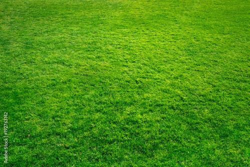 Grüner Rasen als Hintergrund