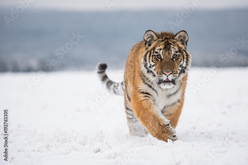 Obraz na plátně Young Siberian tiger walking in snow fields