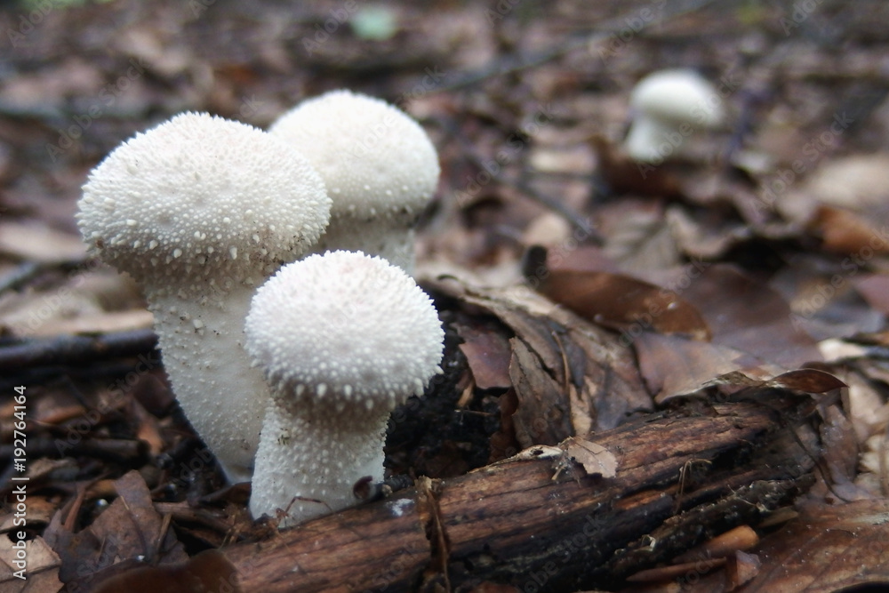 Grzyb purchawka chropowata Lycoperdon perlatum Grzyb purchawka chropowata Lycoperdon perlatum
