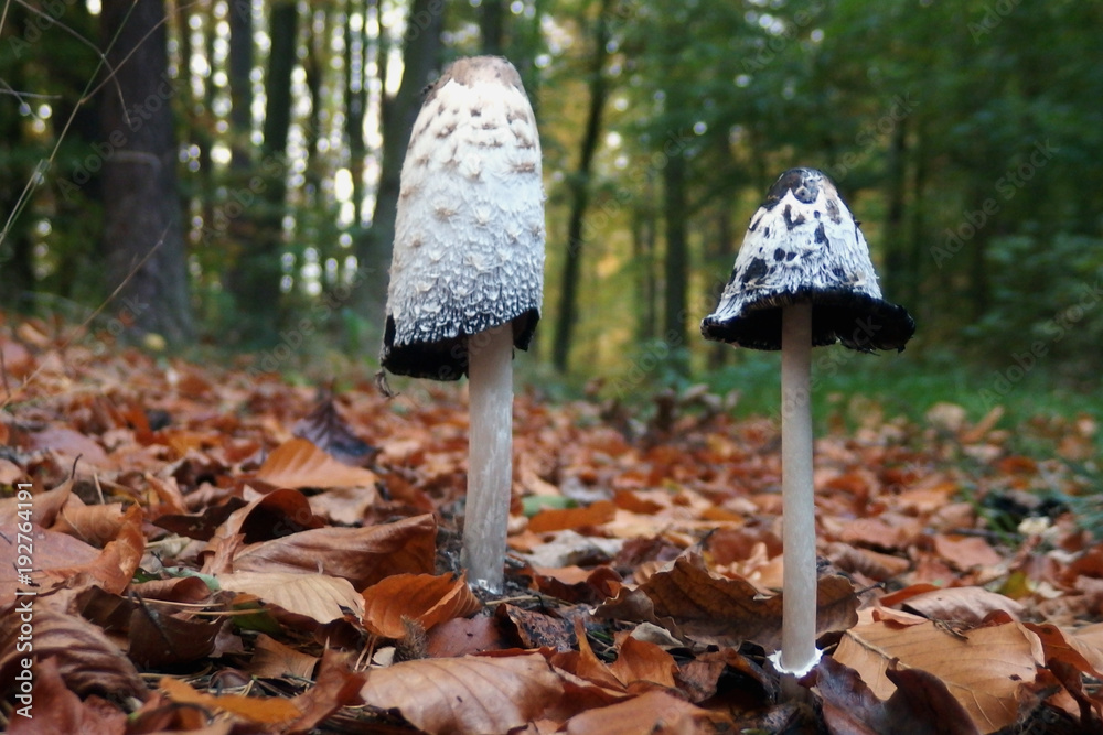 Grzyb czernidłak kołpakowaty Coprinus comatu Grzyb czernidłak kołpakowaty Coprinus comatu