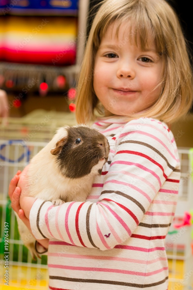 Preschool girl holding Guinea Pig in Classroom Preschool girl holding Guinea Pig in Classroom