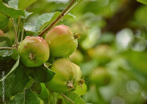 Garden apple 