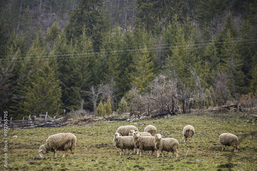 Obraz premium sheep feeding in green grass field of rural ranch farm.