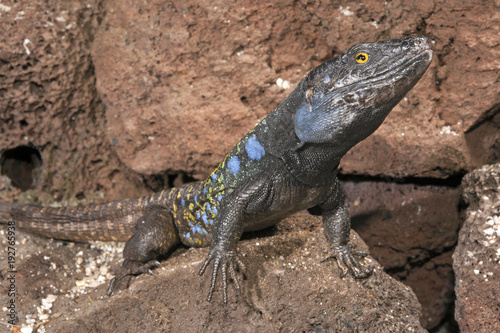 männliche Kanareneidechse (Gallotia galloti eisentrauti) von Teneriffa / Gallot's lizard photo