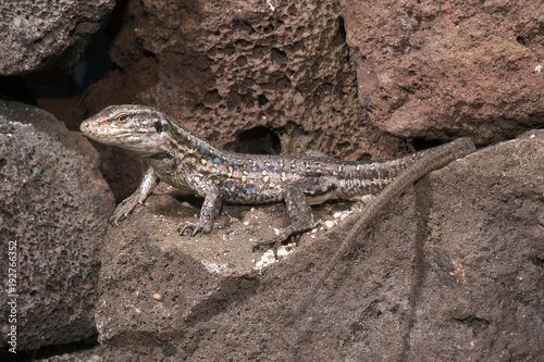 weibliche Kanareneidechse (Gallotia galloti eisentrauti) von Teneriffa / Gallot's lizard photo