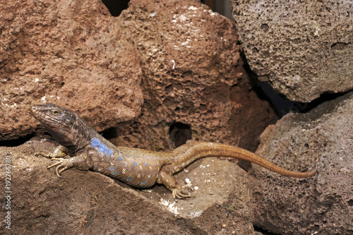 Kanareneidechse (Gallotia galloti galloti) von Teneriffa / Gallot's lizard photo