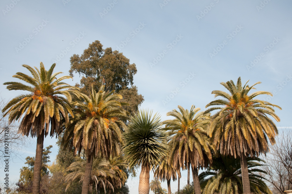 Palm trees in Seville