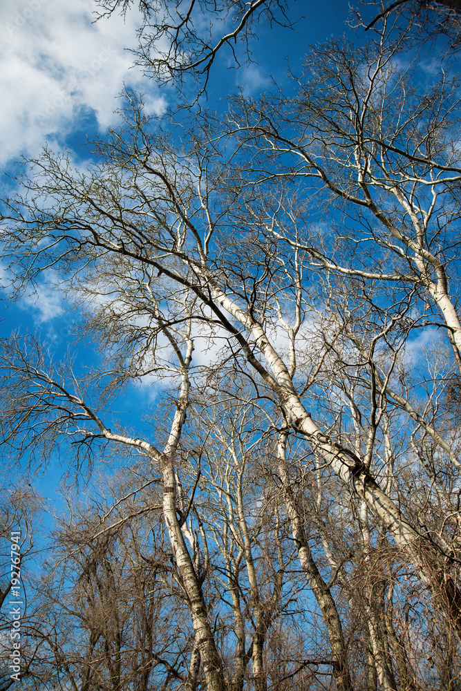 Bare branches of white poplar tree in winter