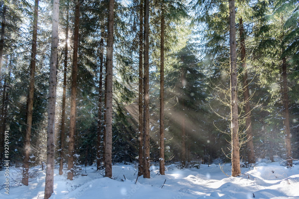 Forest with sunlight Forest with sunlight