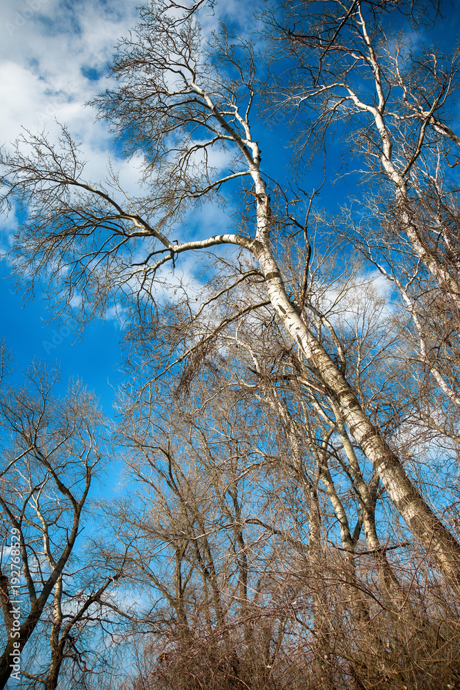 Fototapeta premium Bare branches of white poplar tree in winter