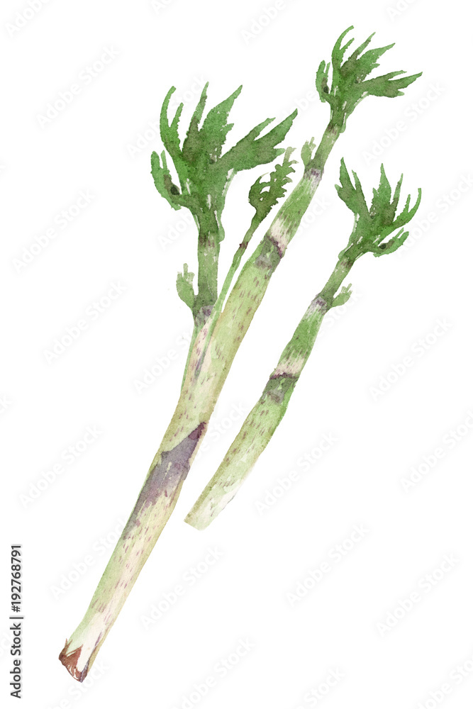 山菜 うど 水彩 イラスト Stock イラスト Adobe Stock 山菜 うど 水彩 イラスト Stock イラスト Adobe Stock