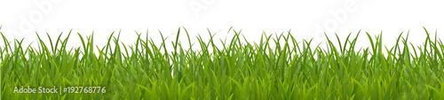 Naklejka Pole, zielona trawa na białym tle - nowa wektorowa ilustracja