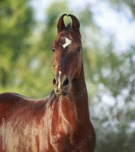 Canvastavla marwari stallion
