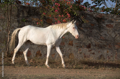 white mare of sindhi hore breed