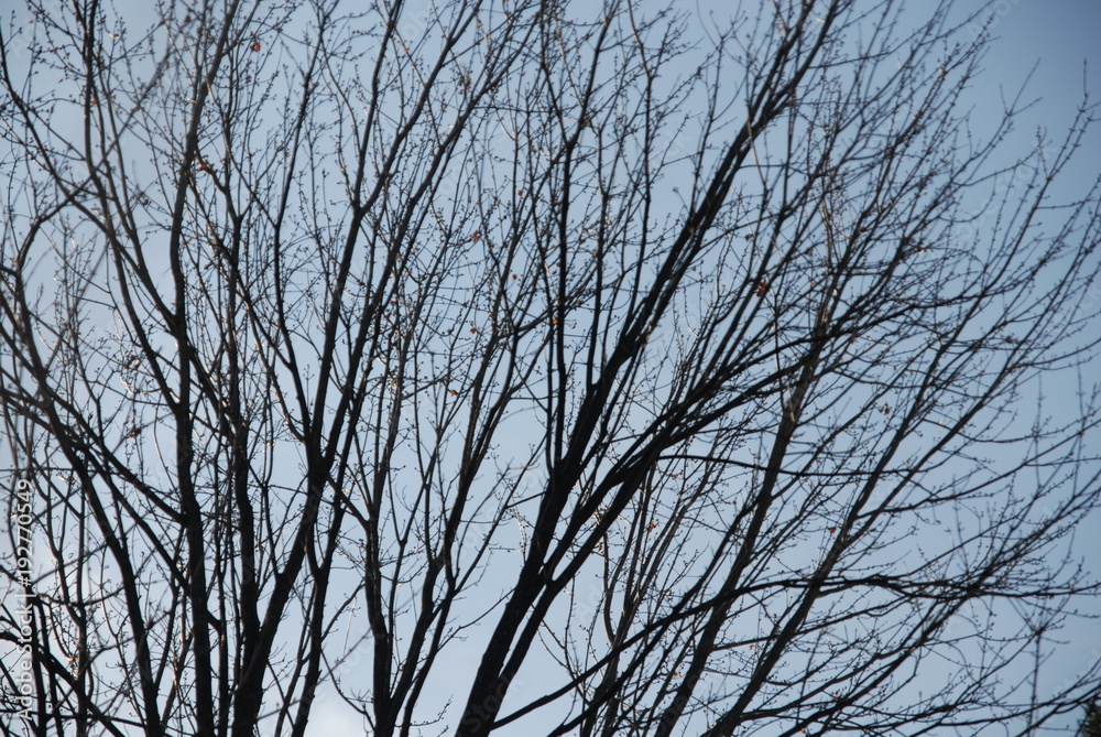 tree sky tree sky