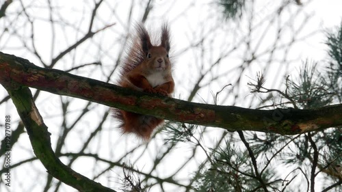 Red Squirrel on tree forest 4k photo