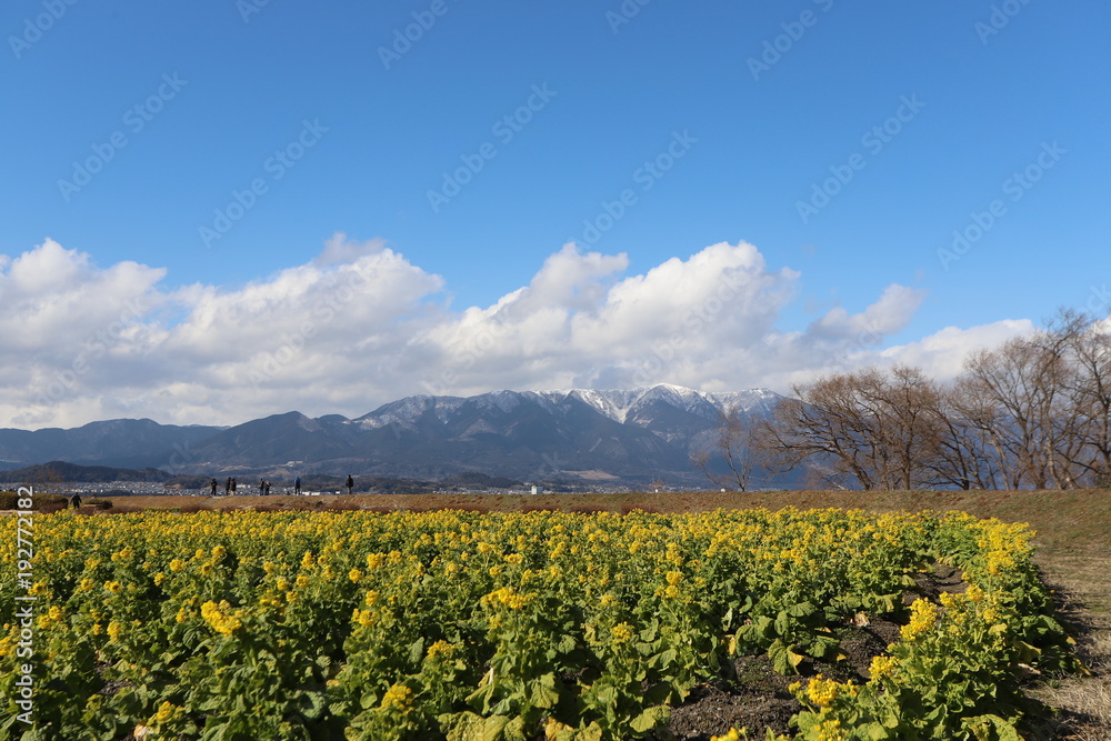 菜の花と雪山のコラボ