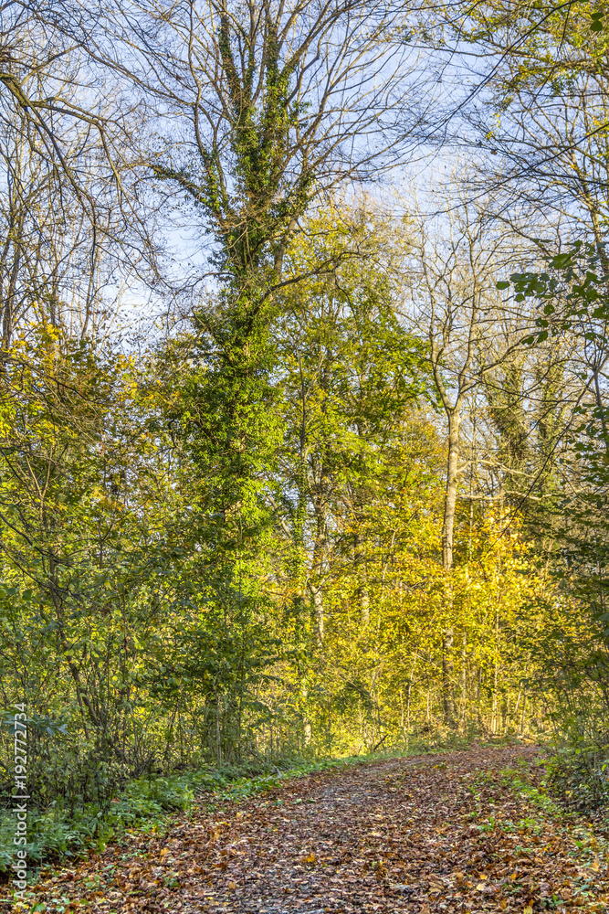 Fototapeta premium colorful autumn forest
