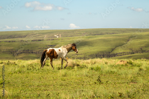 horse in montain national park brazil © mailsonpignata