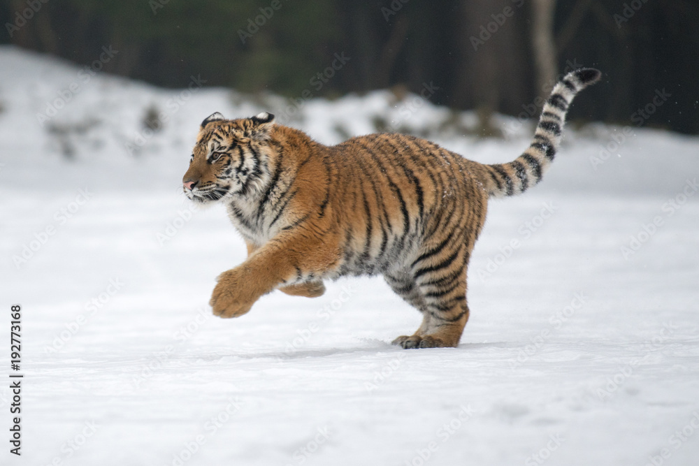 Obraz premium Siberian Tiger in the snow (Panthera tigris) 