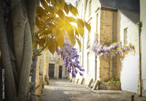 Bunch of wisteria with rays of sun in the old part of the city Le mans photo