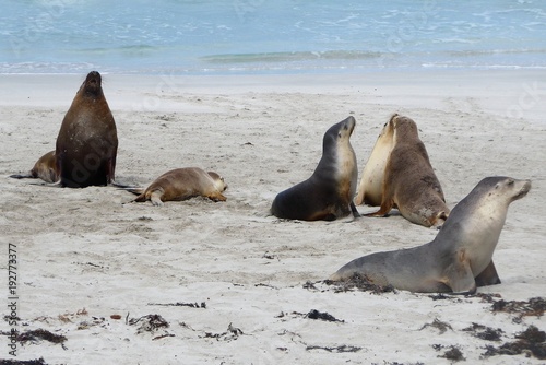 Sea Lions Enjoying their Kangaroo Island Idyll, Australia