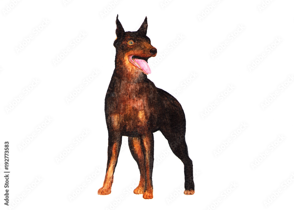 Fototapeta premium Doberman. Dog. Painted in watercolor portrait. Portrait of a dobermann against white background.