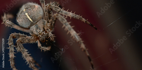 Spider © Roman