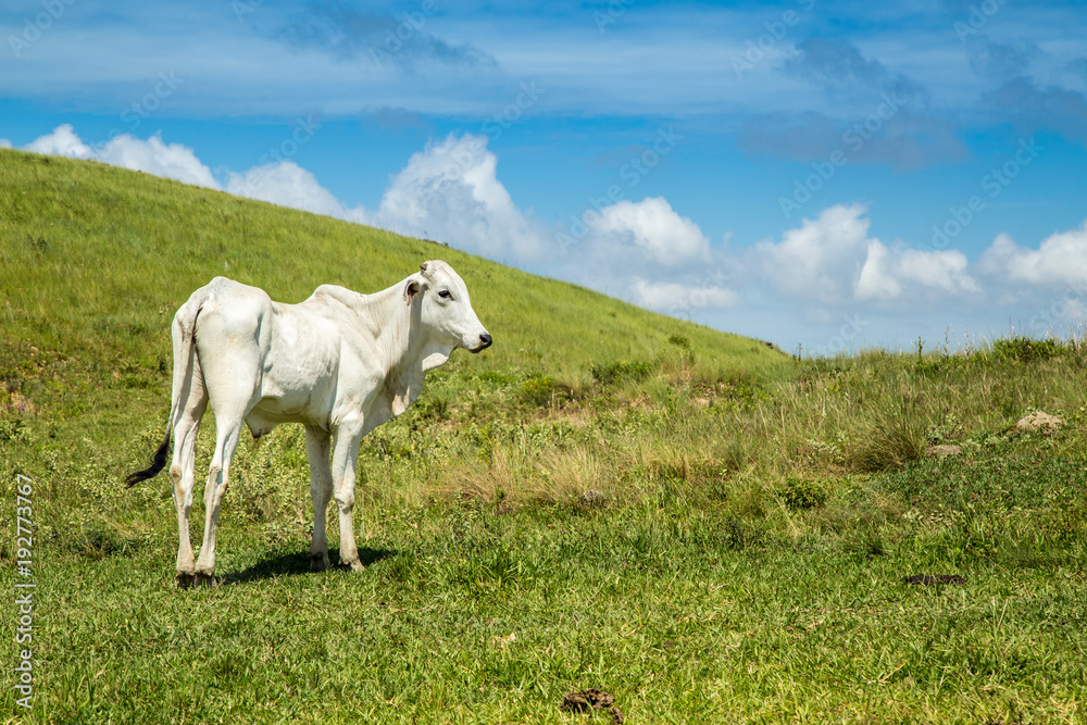 cattle farm montain pecuaria brazil cattle farm montain pecuaria brazil