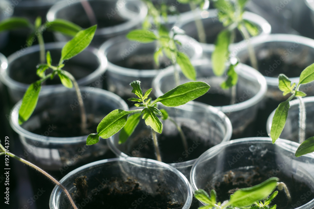 young tomatoes growing in plastic cups young tomatoes growing in plastic cups