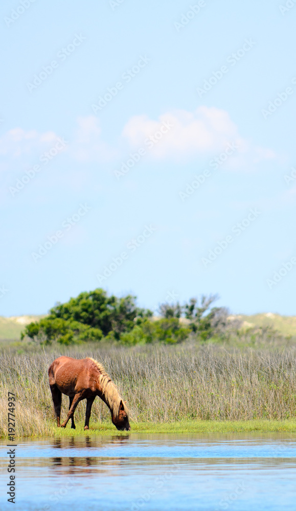 horse in marsh ocean beach wild coast horse in marsh ocean beach wild coast