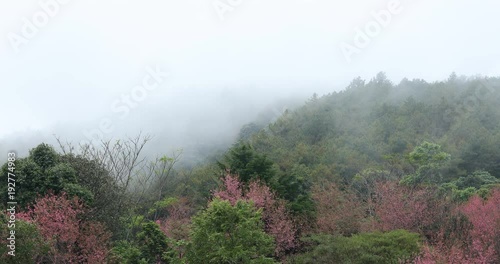 beautiful landscape mist moving in the forest mountain with pink wild himalayan cherry flower blossom blooming in nature forest, place of travel in doi inthanon national park chiang mai, thailand