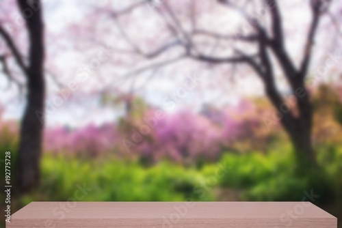 wild himalayan cherry flower defocus background with shelf