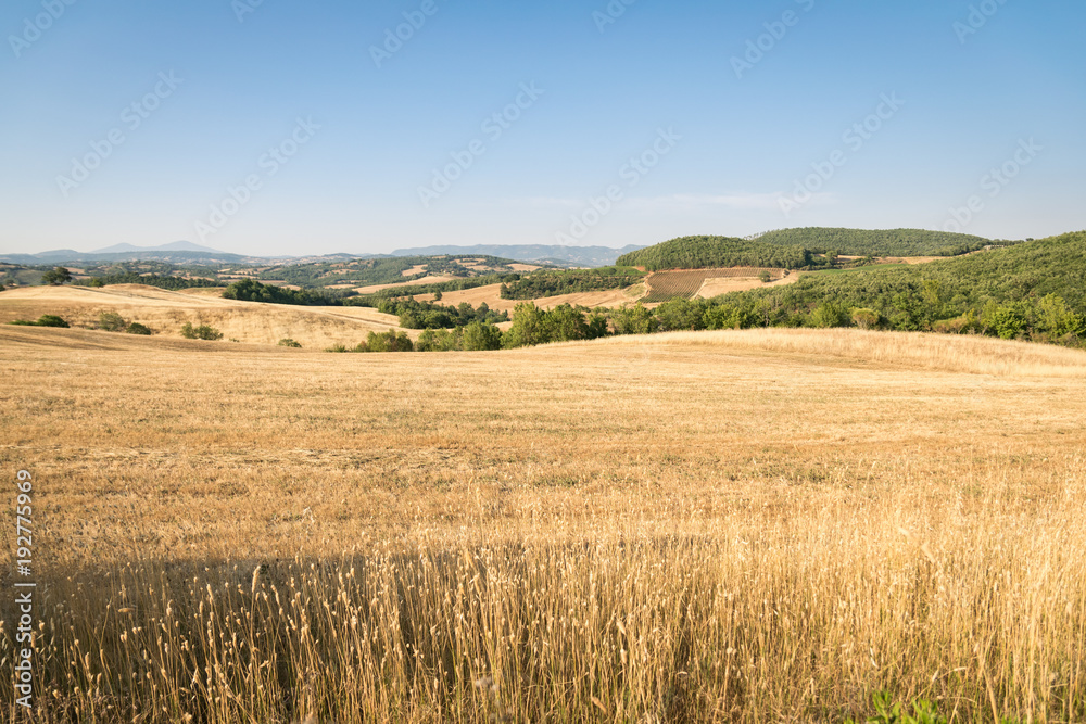 Wheatfield among the hills of Tuscany in Italy.