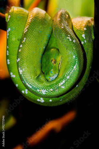 green snake constrictor boa tree