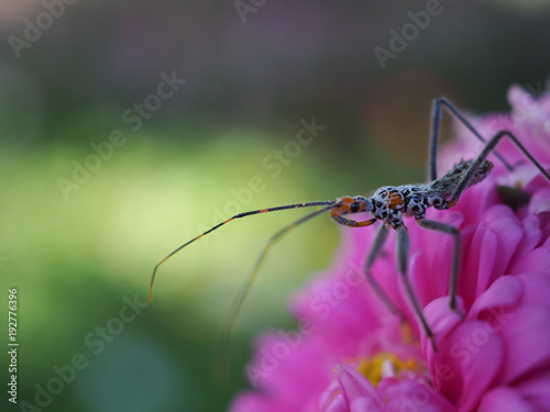 A close-up view of insects with long legs and mustaches, legs pinned on pink flowers.