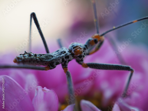 A close-up view of insects with long legs and mustaches, legs pinned on pink flowers.