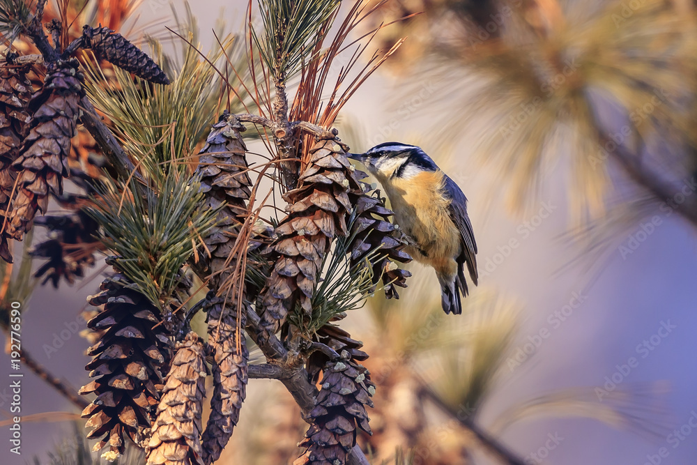 Obraz premium Black-capped Chickadee