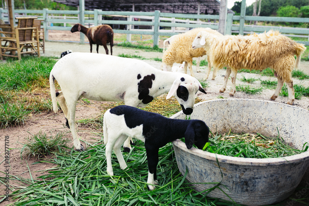 Obraz premium Black, white sheep and goat at the eco farm