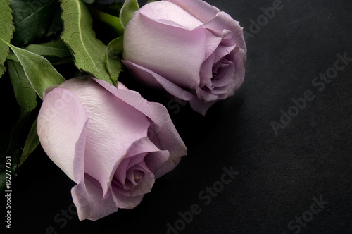 Purple Roses on Black Background