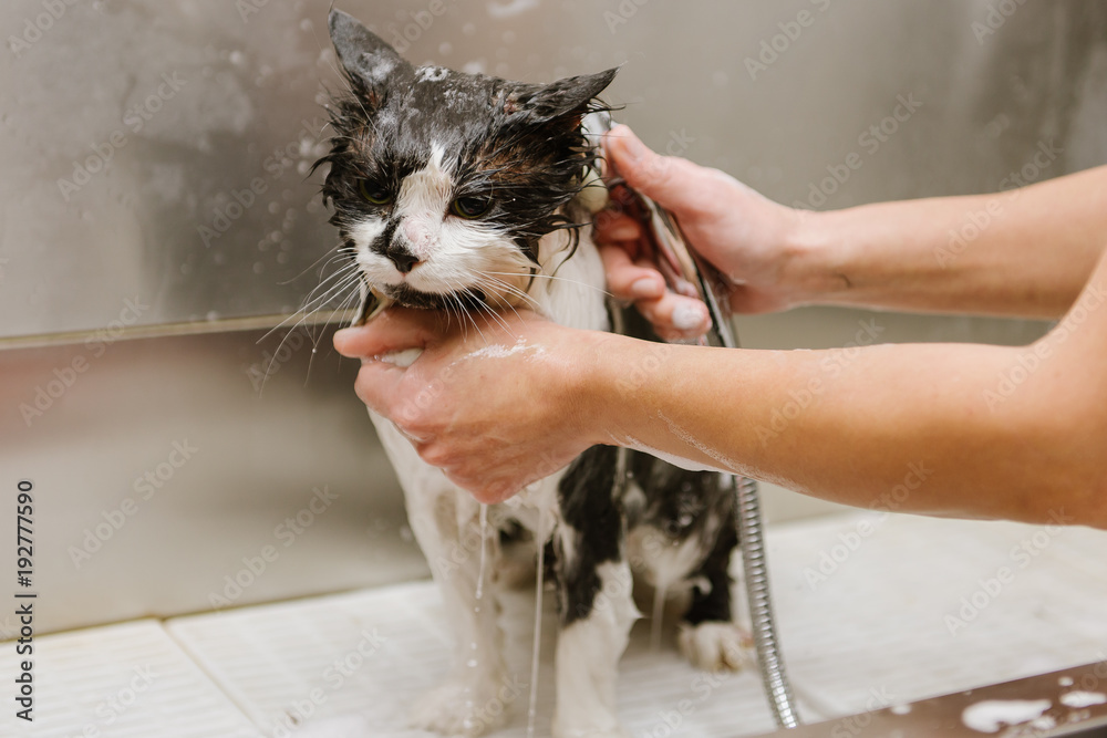 Obraz premium Professional cat grooming in the cabin