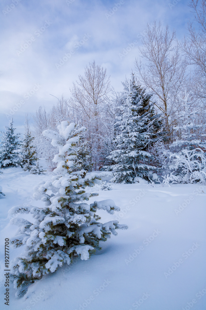Snow and frost covered trees in winter on a cold winter day. Snow and frost covered trees in winter on a cold winter day.